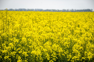 Obraz premium Yellow fields in Normandy