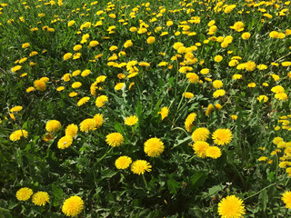 Obraz premium field, meadow, natural, nature, flora, dandelion, grass, garden, landscape, flower, green, season, beautiful, background, leaf, spring, beauty, yellow, blossom, summer, herb, taraxacum, plant, lawn, b