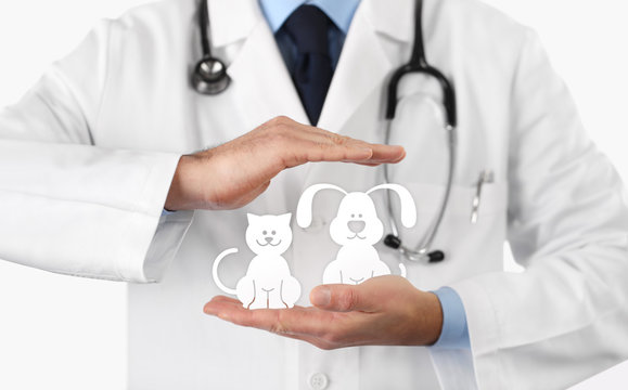 Veterinary doctor hands with animal icons. Vet clinic and pet care concept