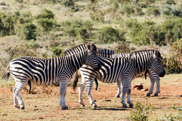 Fototapeta na wymiar Male Zebras standing