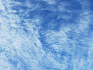 Fototapeta premium Furry 3