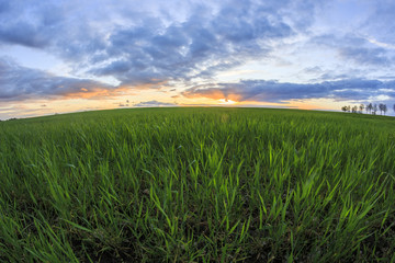 Feldarbeit im Frühling