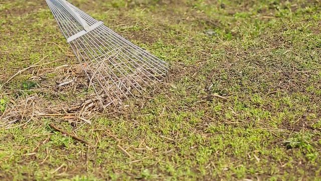Dethatching lawn with a lawn rake in the spring garden