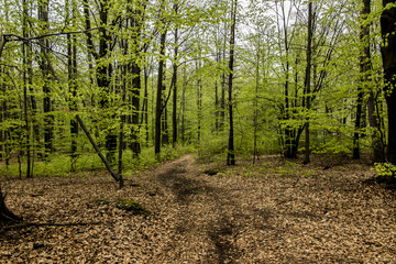 Beech forest in spring with young,  leaves as a background