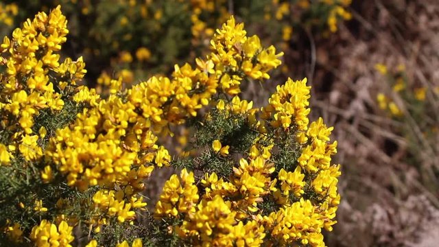 Gorse