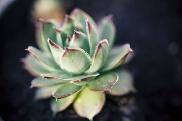 sempervivum, houseleek, close up