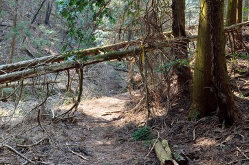 滋賀　音羽山登山道