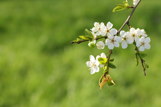 early flowering cherry tree/ white flowers in spring time on a green background 