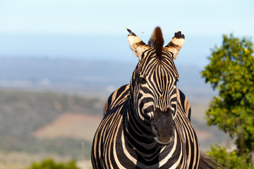 Zebra standing and watching you