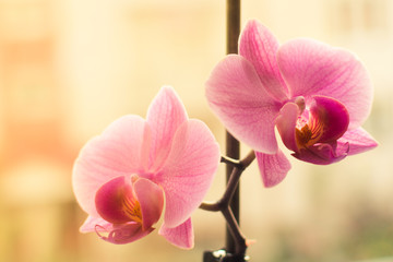 Two pink orchid flowers on the windowsill at home