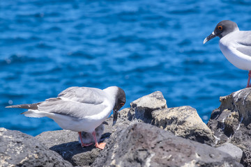 Swallow-tailed Gulls with Baby Chick on a Cliff