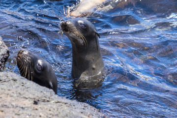 Two Playful Sea Lions in the Ocean