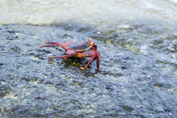 Sally Lightfoot Crab on Galapagos Islands