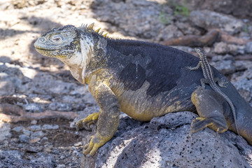 Large Yellow Land Iguana on South Plaza, Galapagos Islands, Ecuador