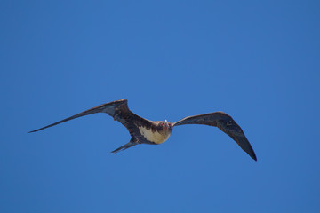 Bindenfregattvogel (Fregata minor) im Flug am Kilauea Point auf Kauai, Hawaii, USA.