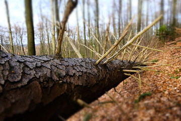 death felled tree