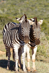 A Pair of Zebras standing together