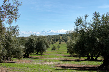 Idyllic view of olive tree plantation during springtime, in front of Sierra Nevada, Andalusia, Spain