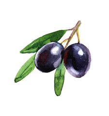 Black olives with green leaves on white background, watercolor