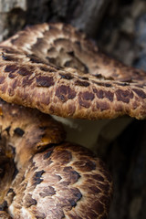 Brown Rot Bark Mushrooms