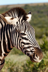Naklejka premium Close up of a Zebra's face