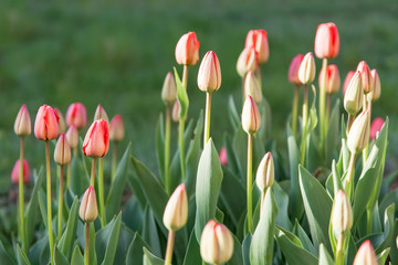 Flower bed in formal garden