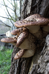 Brown Rot Bark Mushrooms
