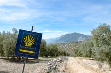 Sign of St. James Way in front of olive tree plantation during springtime, in front of Sierra Nevada, Andalusia, Spain