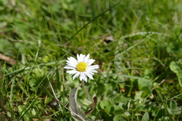 detail of a daisy flower in green grass