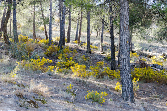 Blooming and petals in the forest on a day in spring, captured in Andalusia, Spain