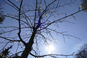 tree silhouette with a sunny blue sky