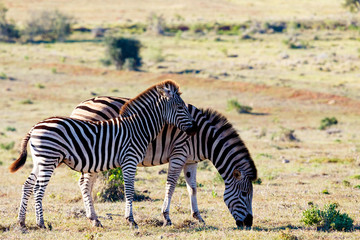 Fototapeta na wymiar Baby Zebra standing close to his mother