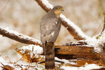 krogulec zimą © Magorzata