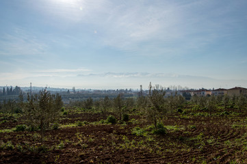 Idyllic view of olive tree plantation during springtime, in front of Sierra Nevada, Andalusia, Spain