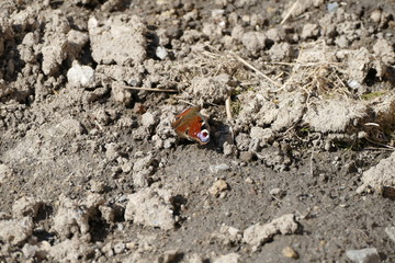 beautiful colorful butterfly on the ground