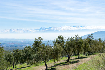 Fototapeta na wymiar Idyllic view of olive tree plantation during springtime, in front of Sierra Nevada, Andalusia, Spain