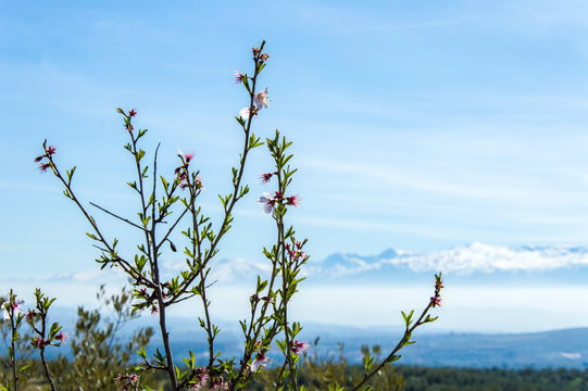 Blooming almonds in front of Sierra Nevada during springtime, Andalusia, Spain