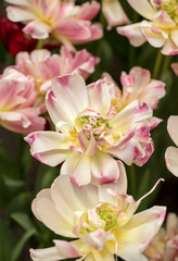 Fototapeta na wymiar colorful tulips flowers blooming in a garden