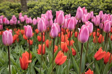 pink and orange tulips flowers blooming in a garden