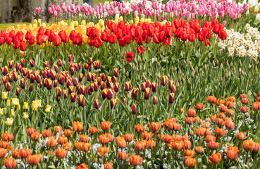 colorful tulips and daffodils  blooming in a garden