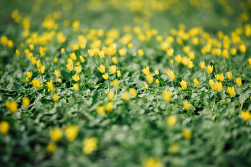 Obraz premium Spring Background. Nature Background. Yellow Flowers