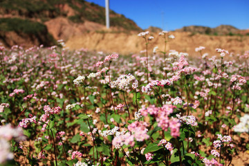 flowers in eroded plateau 