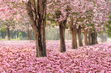 Naklejka premium Opadający płatek nad romantycznym tunelem różowych drzew kwiatowych / romantyczne drzewo kwiatowe na tle przyrody w sezonie wiosennym / kwiaty w tle