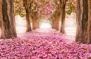 Fototapeta premium Spadający płatek nad romantycznym tunelem różowi kwiatów drzewa / Romantyczny okwitnięcia drzewo nad natury tłem w wiosna sezonie / kwitnie tło