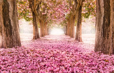 Fototapete Kirschblüte Fallendes Blütenblatt über den romantischen Tunnel von rosa Blumenbäumen / Romantischer Blütenbaum über Naturhintergrund in der Frühlingssaison / Blumenhintergrund