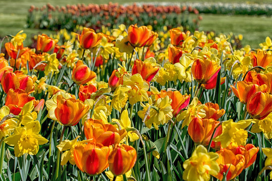 springtime with tulips in sunshine