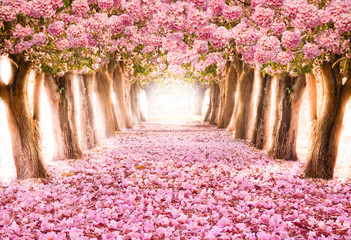 Falling petal over the romantic tunnel of pink flower trees / Romantic Blossom tree over nature background in Spring season / flowers Background - obrazy, fototapety, plakaty