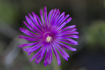 Purple Ice Plant flower