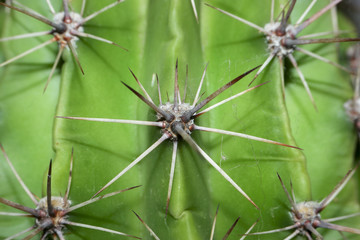 Kaktus Dornen 2