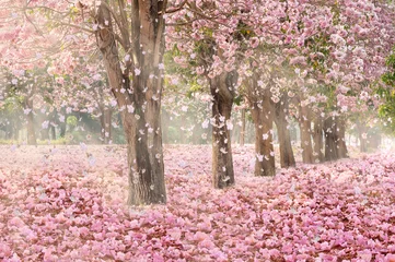 Garden poster Cherryblossom Falling petal over the romantic tunnel of pink flower trees / Romantic Blossom tree over nature background in Spring season / flowers Background